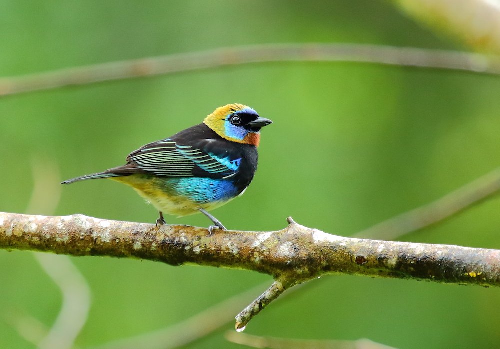 Golden-hooded Tanager