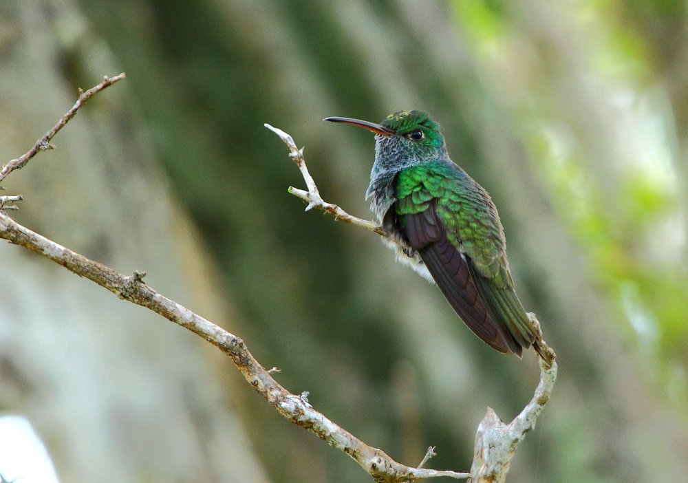 Honduran Emerald