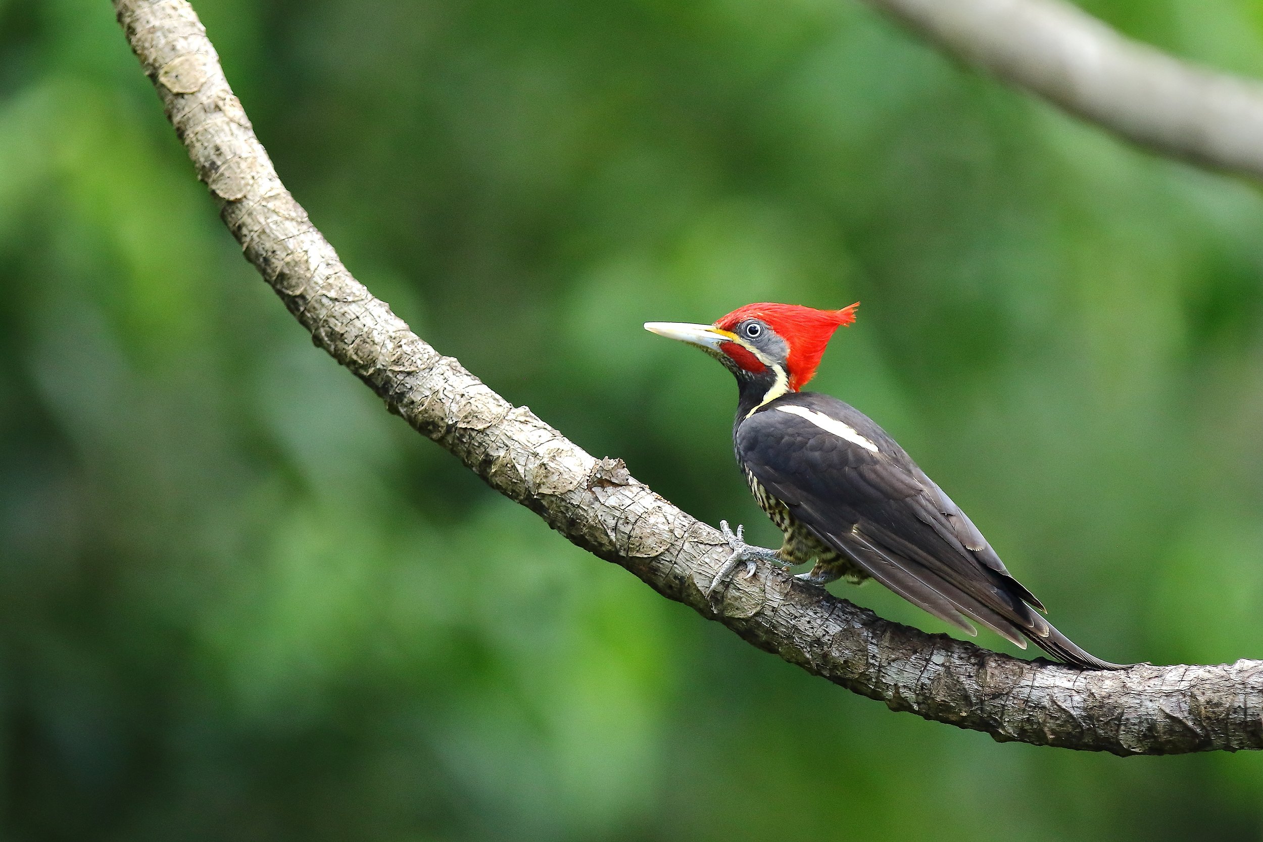 Lineated Woodpecker