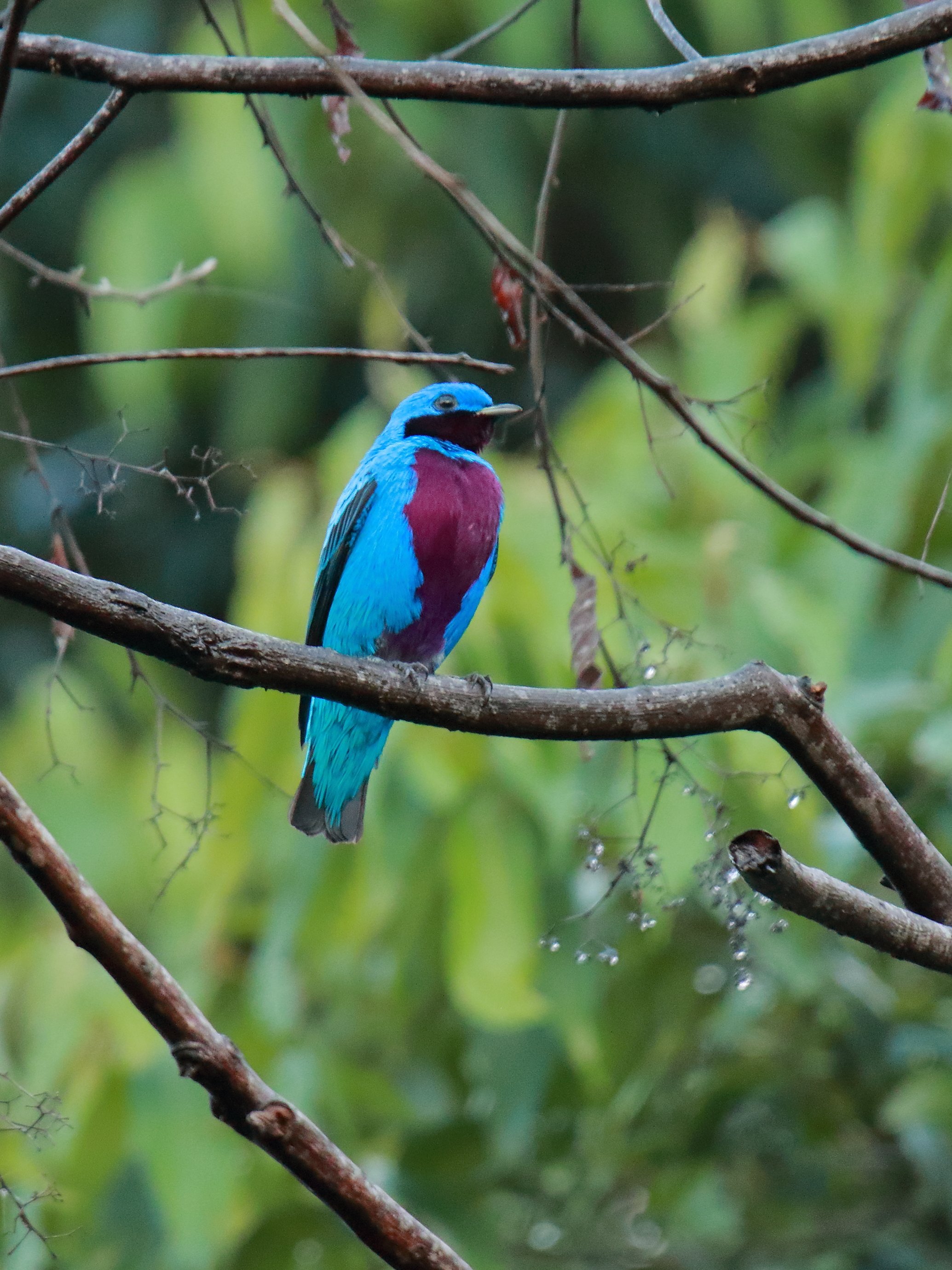 Lovely Cotinga