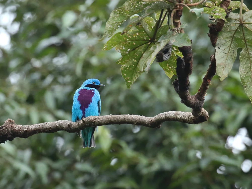 Lovely Cotinga