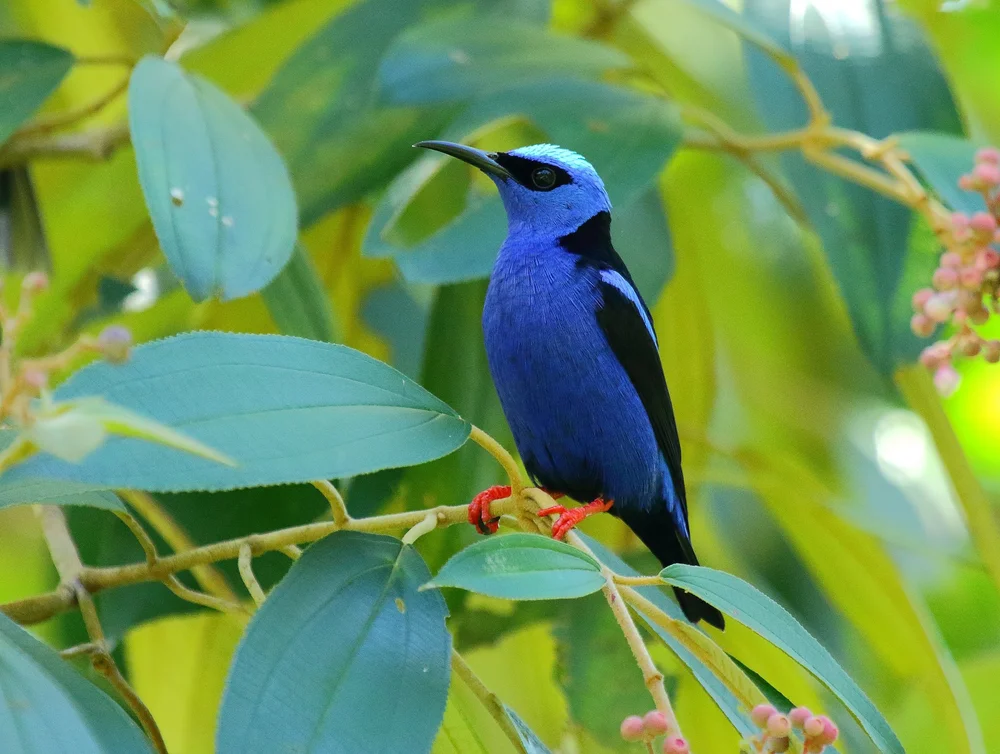 Red-legged Honeycreeper