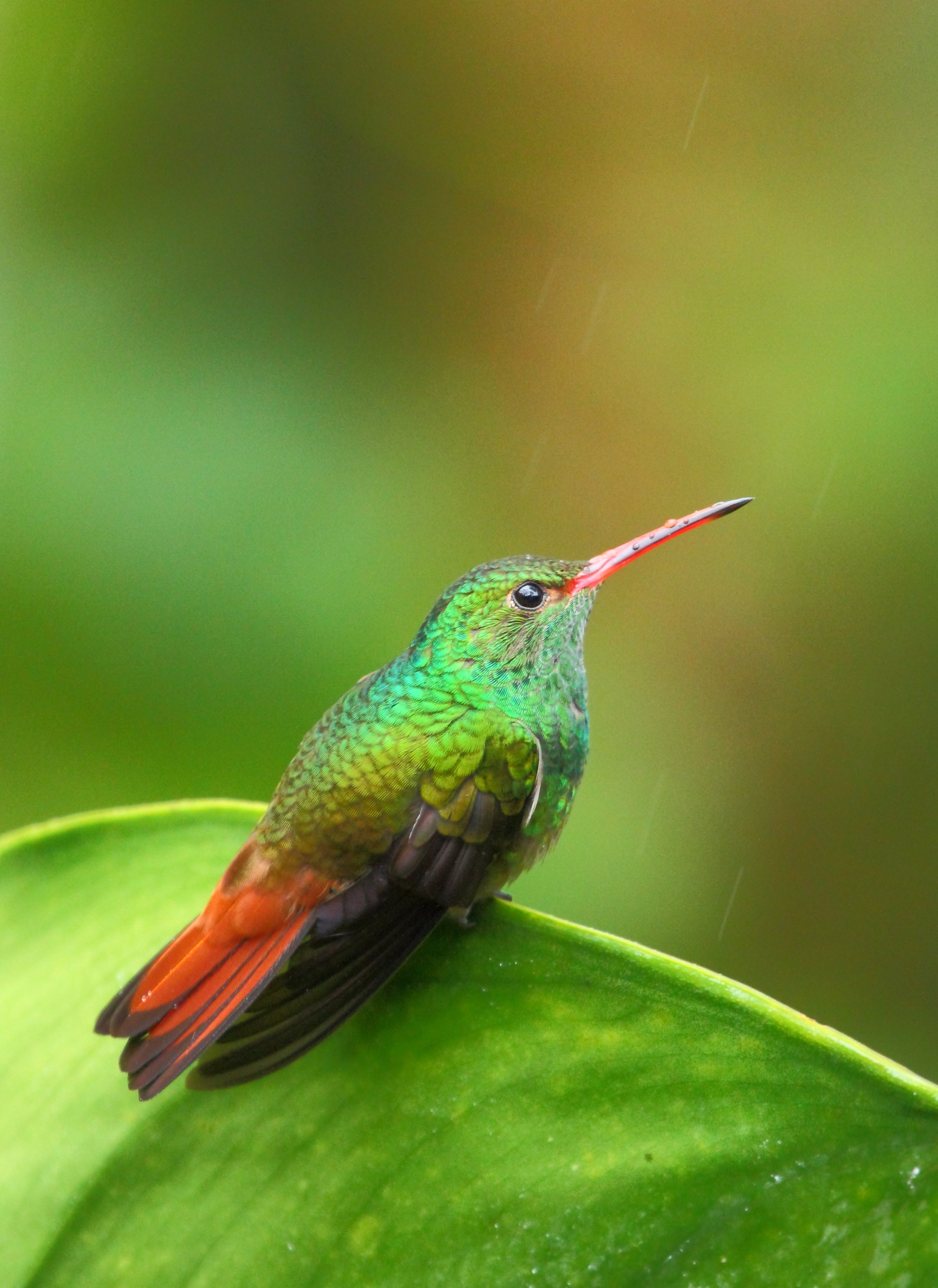 Rufous-tailed Hummingbird