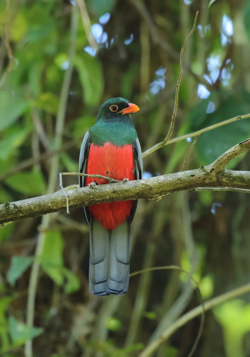 Slaty-tailed Trogon