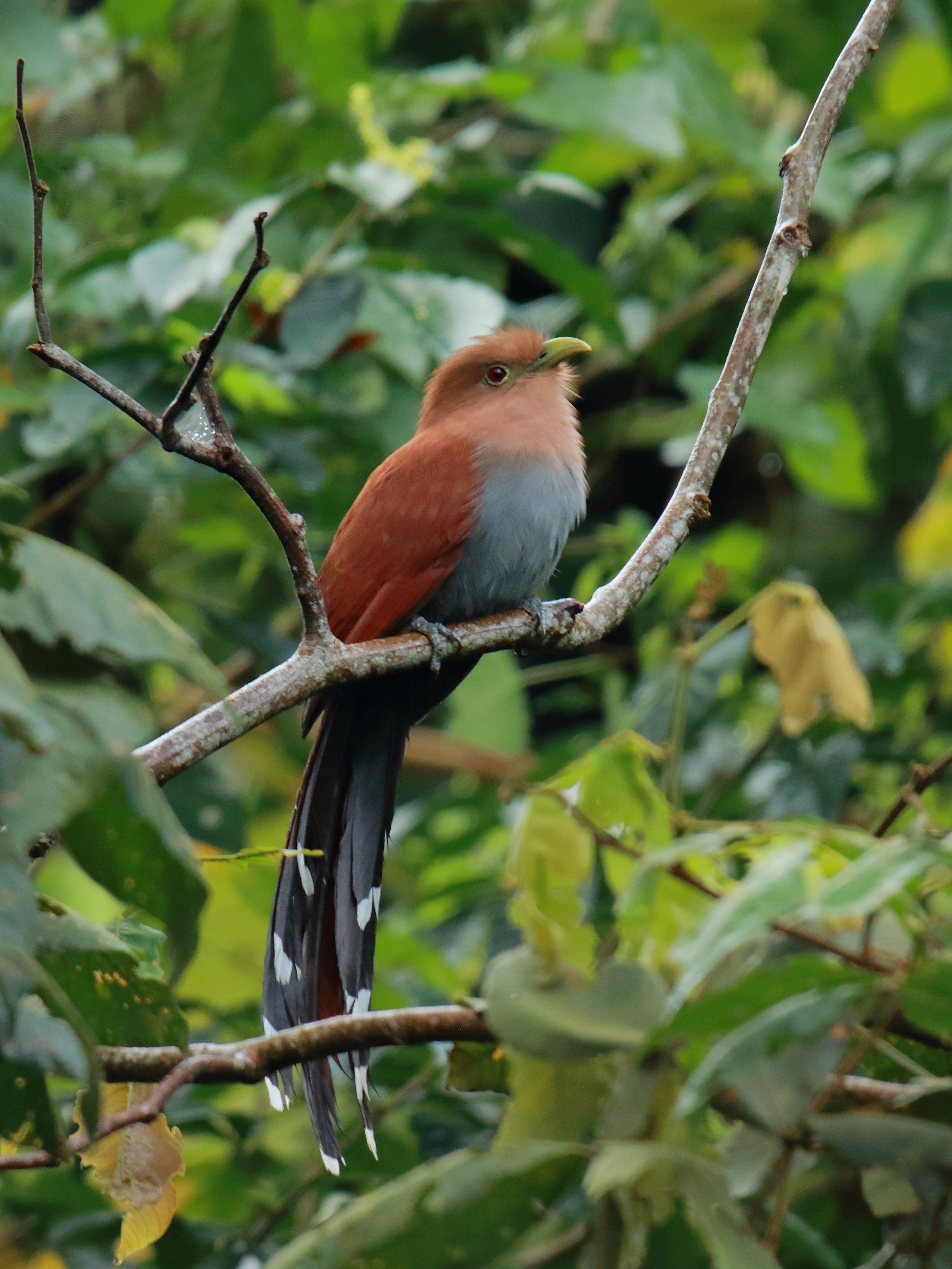 Squirrel Cuckoo.JPG