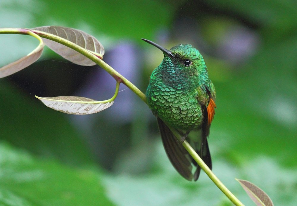 Stripe-tailed Hummingbird