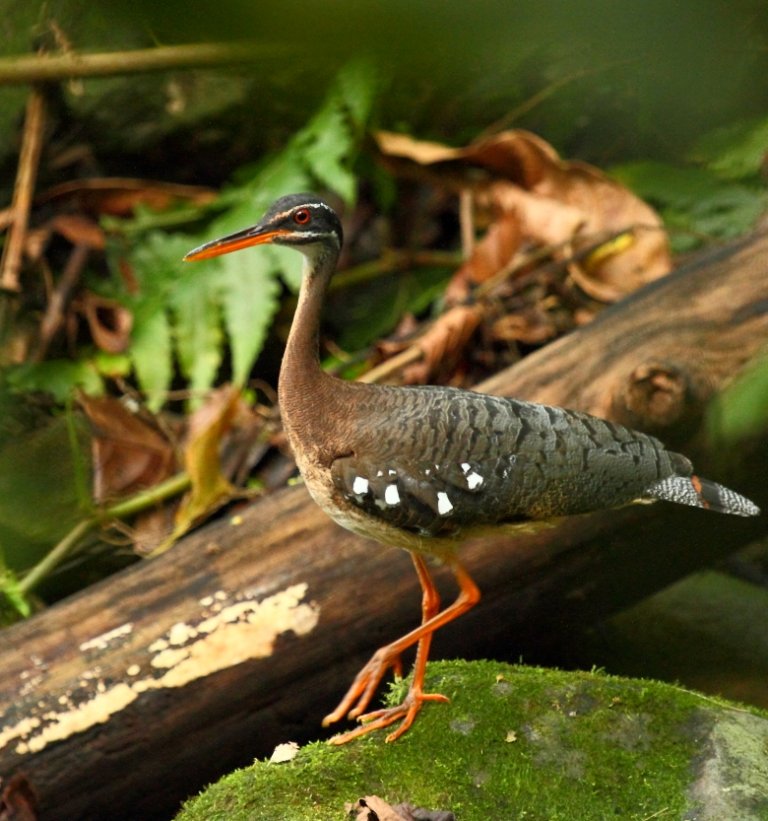 Sunbittern