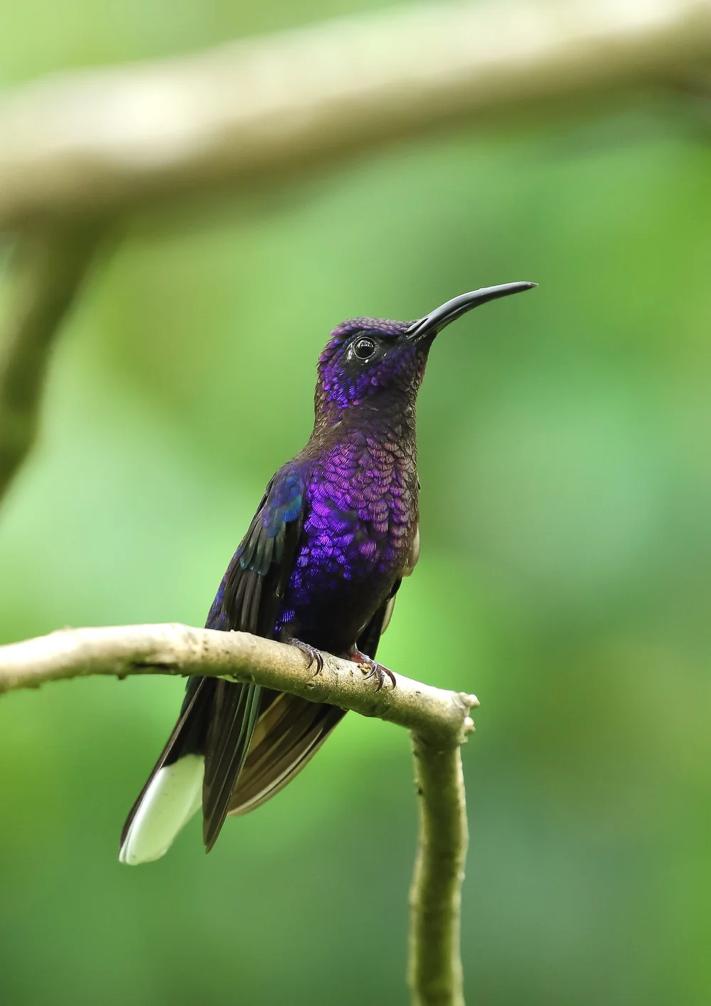 Violet Sabrewing