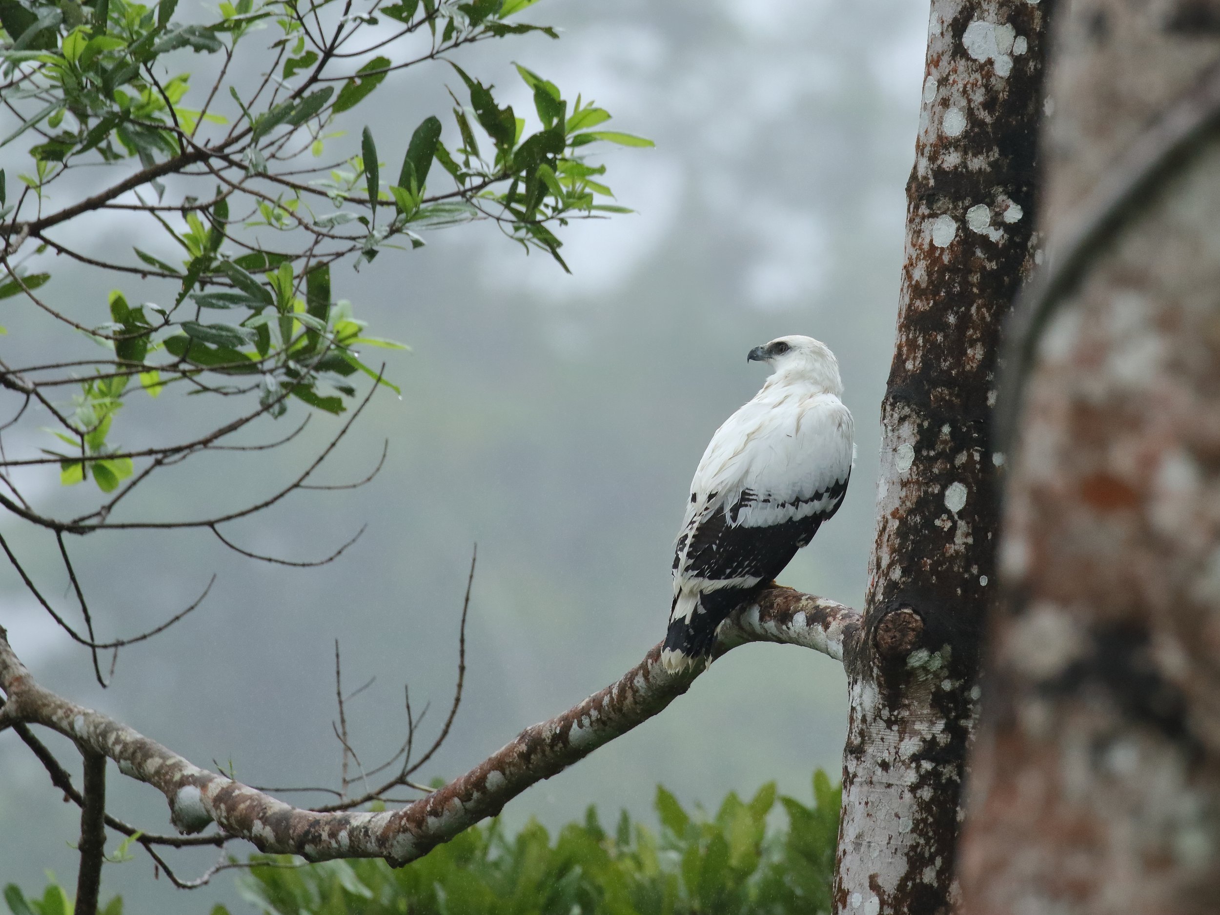 White Hawk