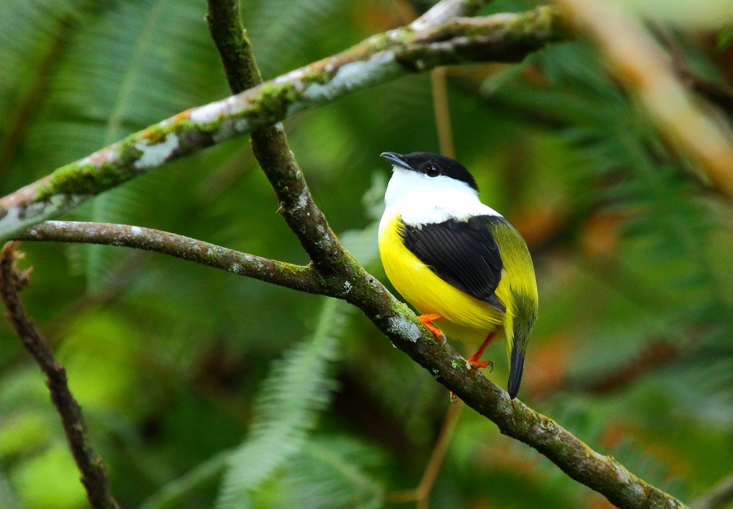 White-collared Manakin