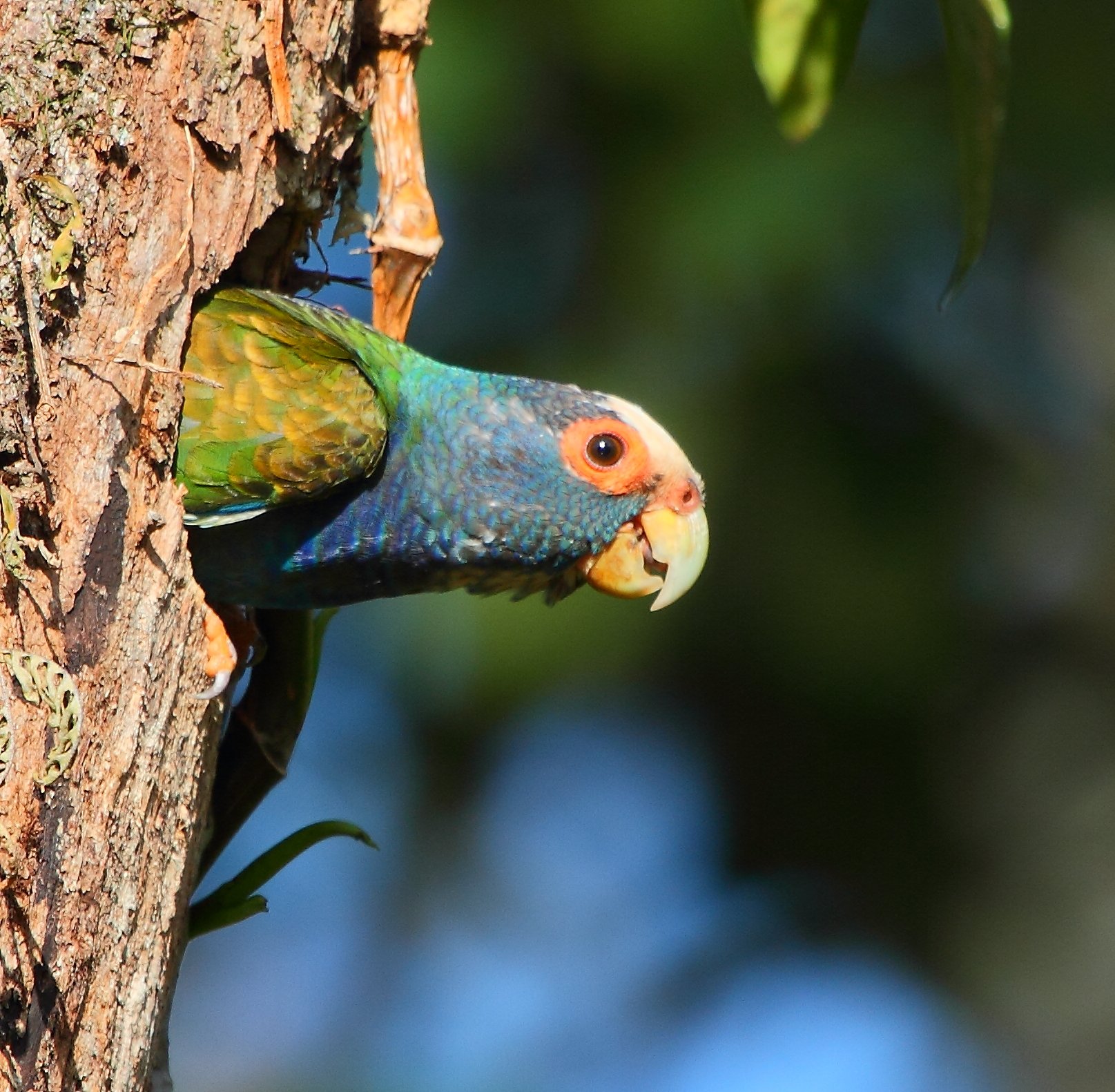 White-crowned Parrot