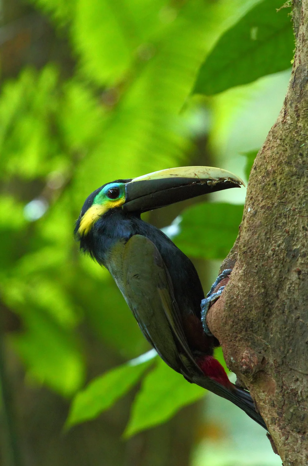 Yellow-eared Toucanet