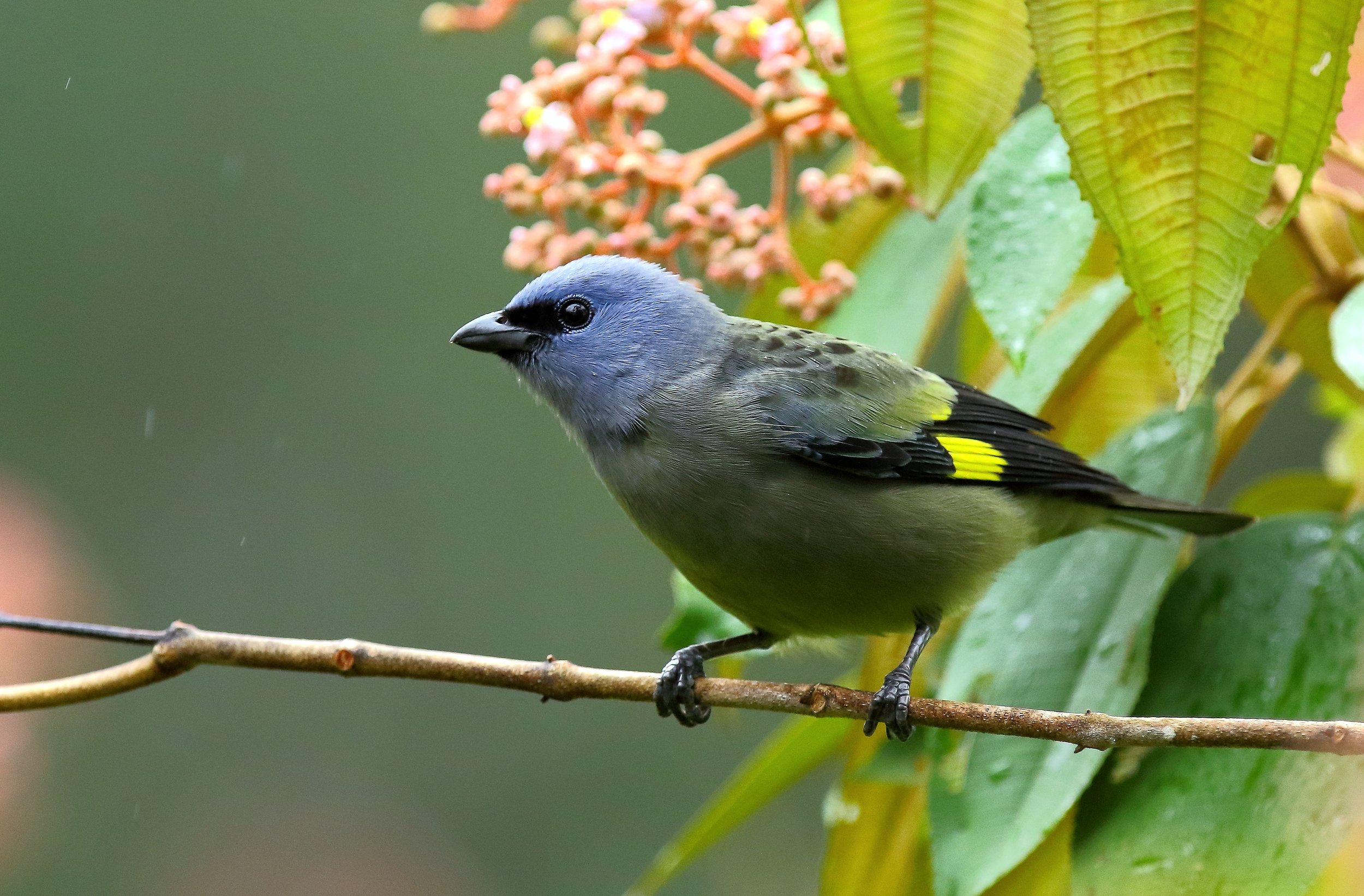 Yellow-winged Tanager