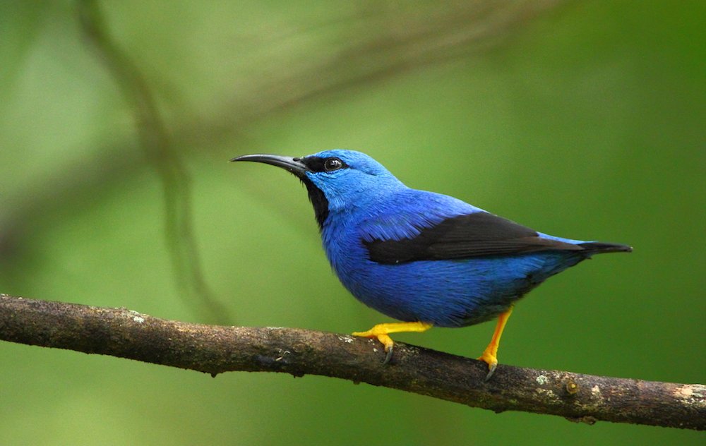 Shining Honeycreeper