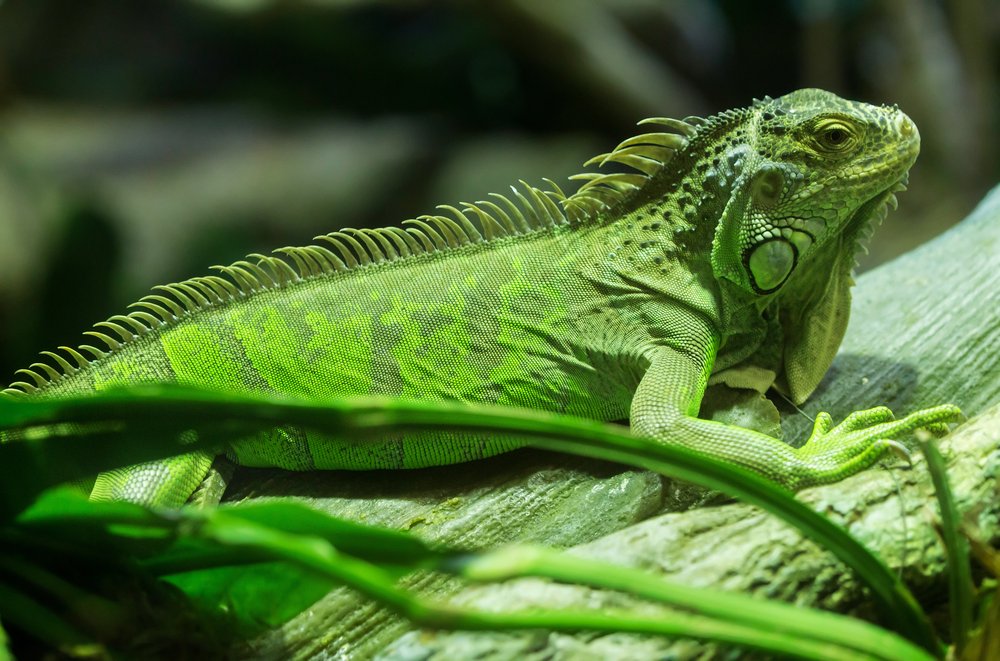 Green Iguana