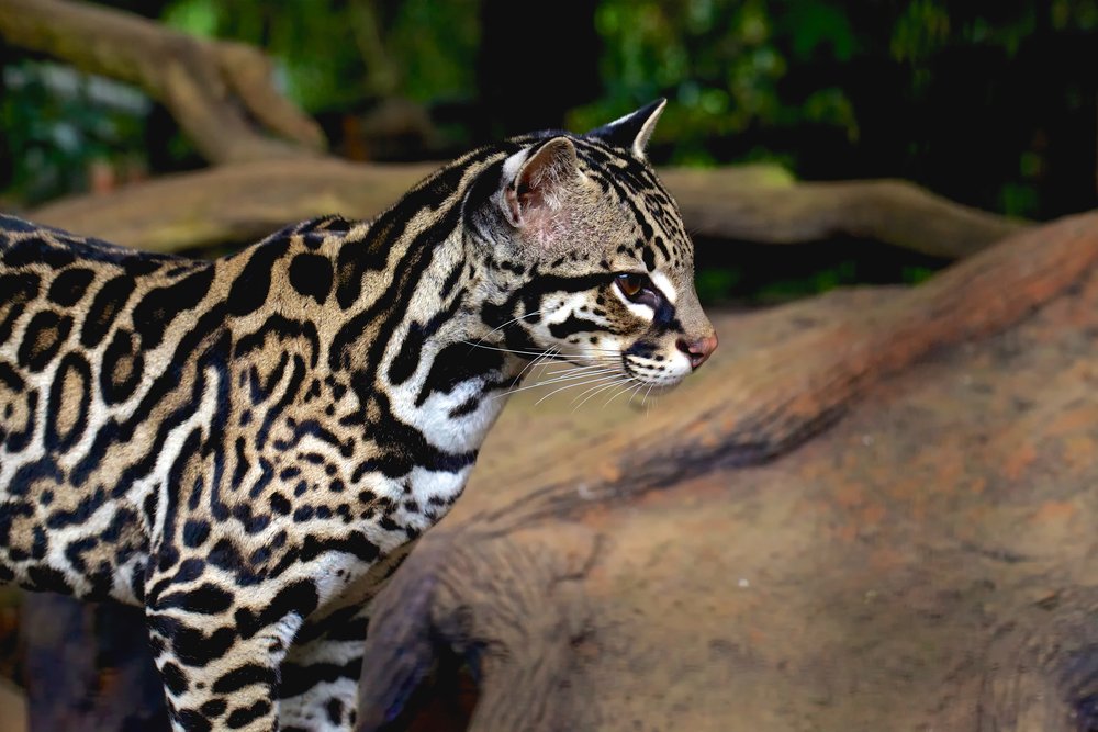 Ocelot