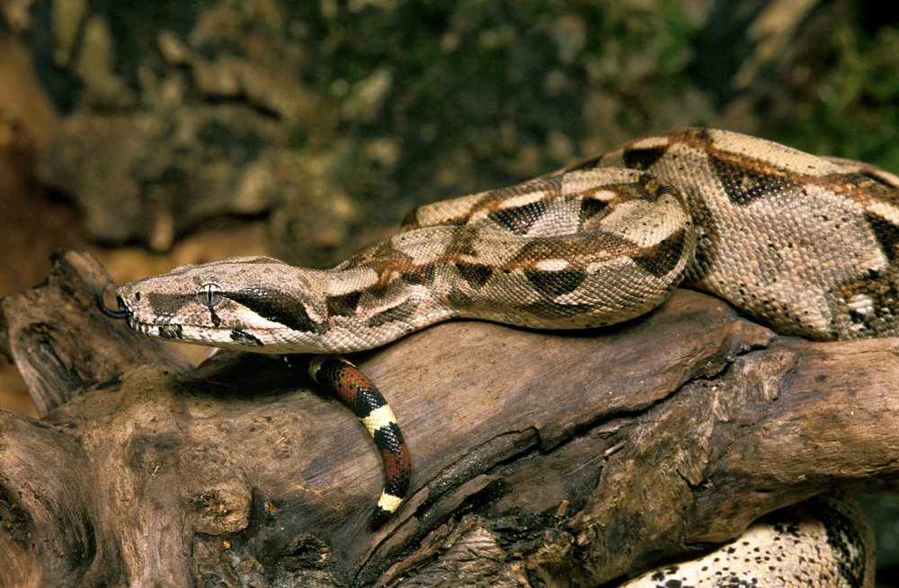 Boa Constrictor