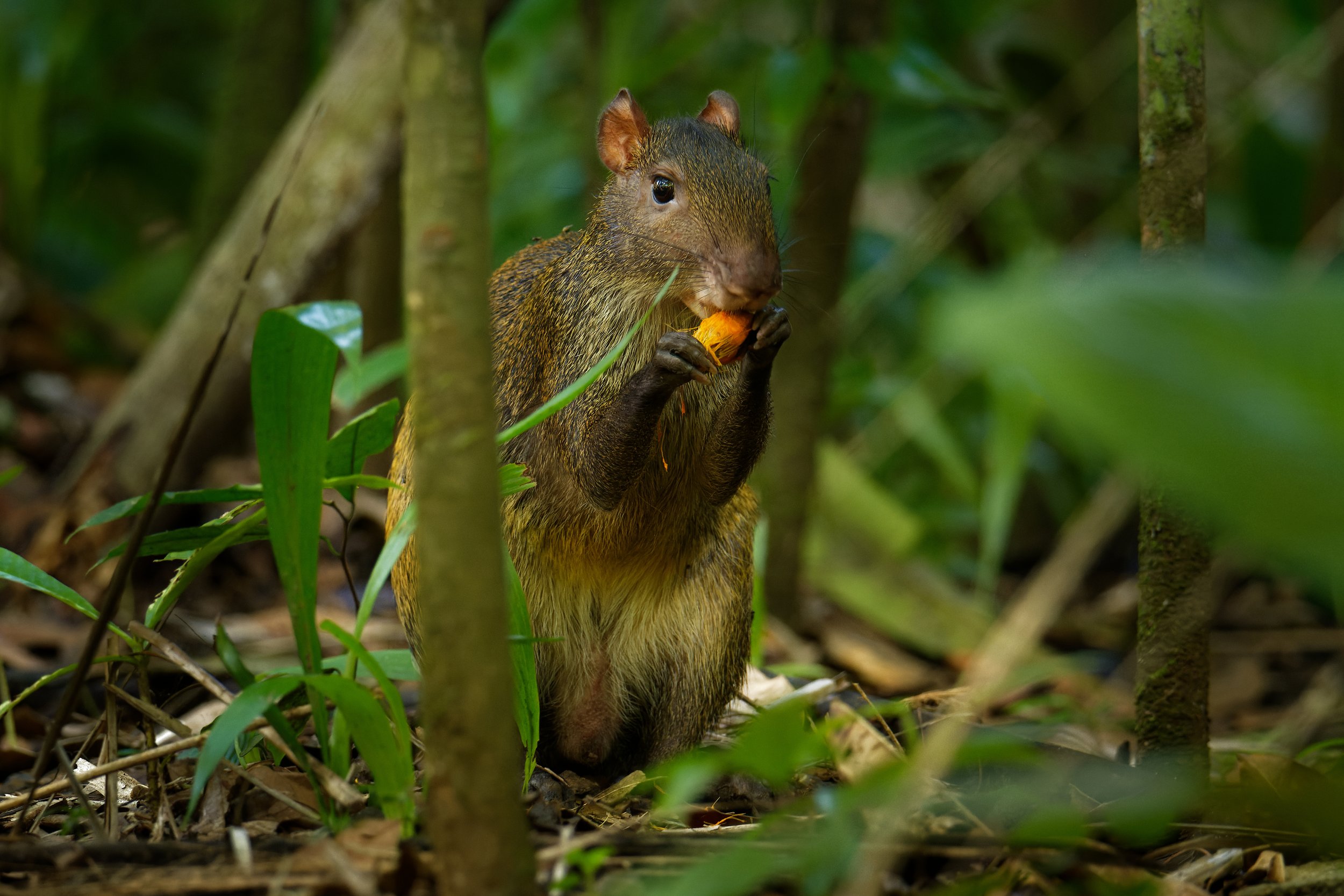 Agouti