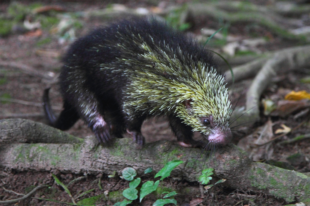 Mexican Porcupine