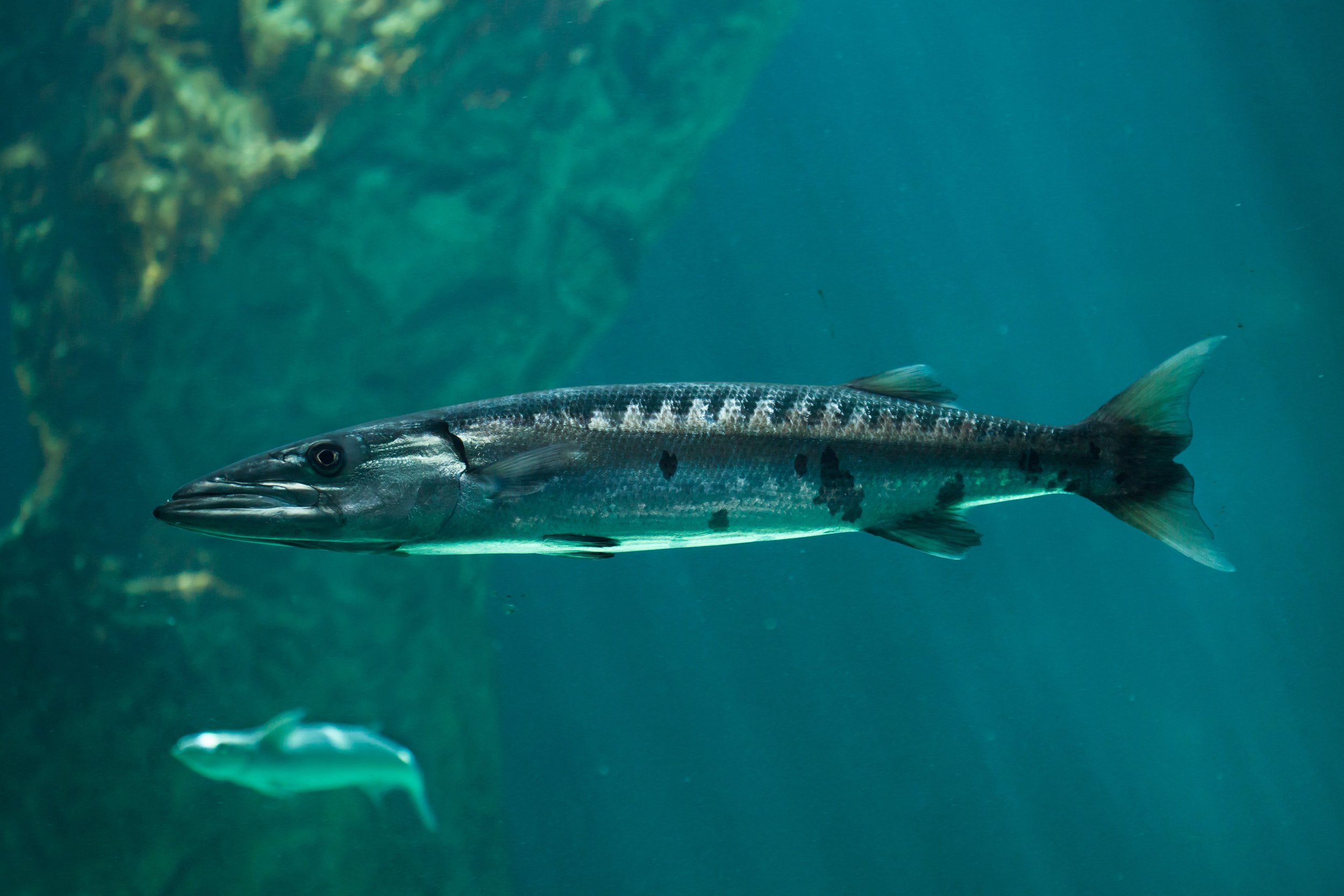 BARRACUDA