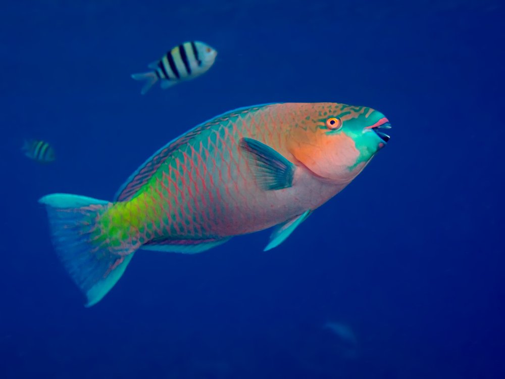 PARROTFISH