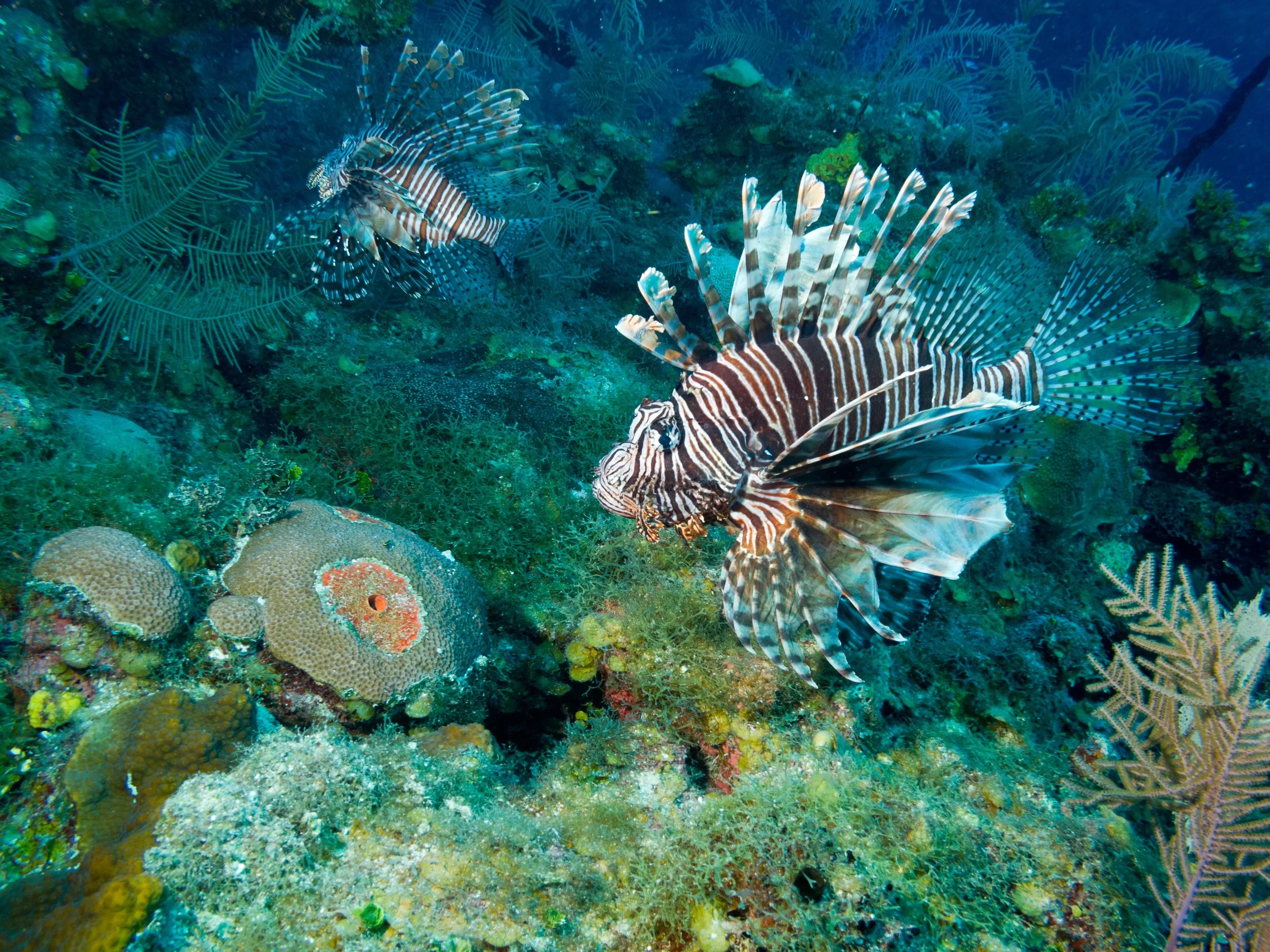 LIONFISH