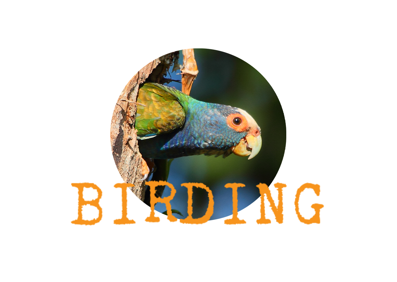Birding Packages