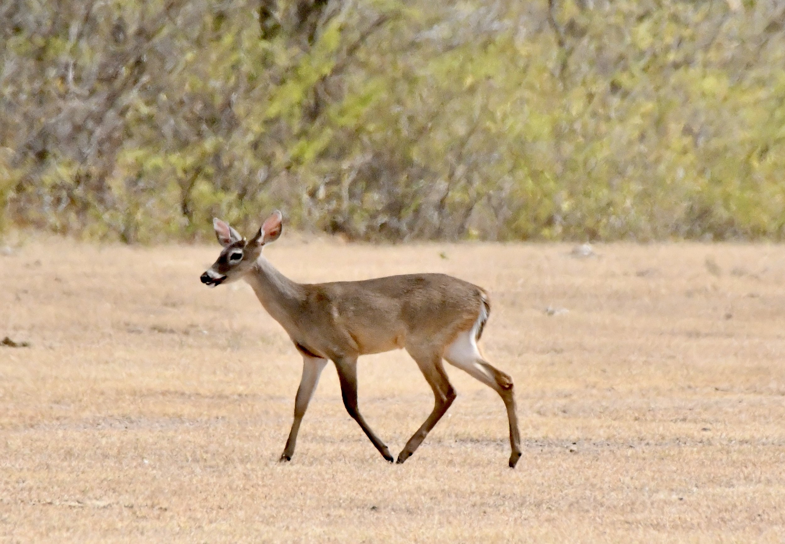 Yucatan Deer