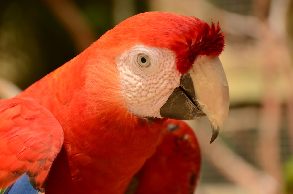 lcl_scarlet_macaw.JPG