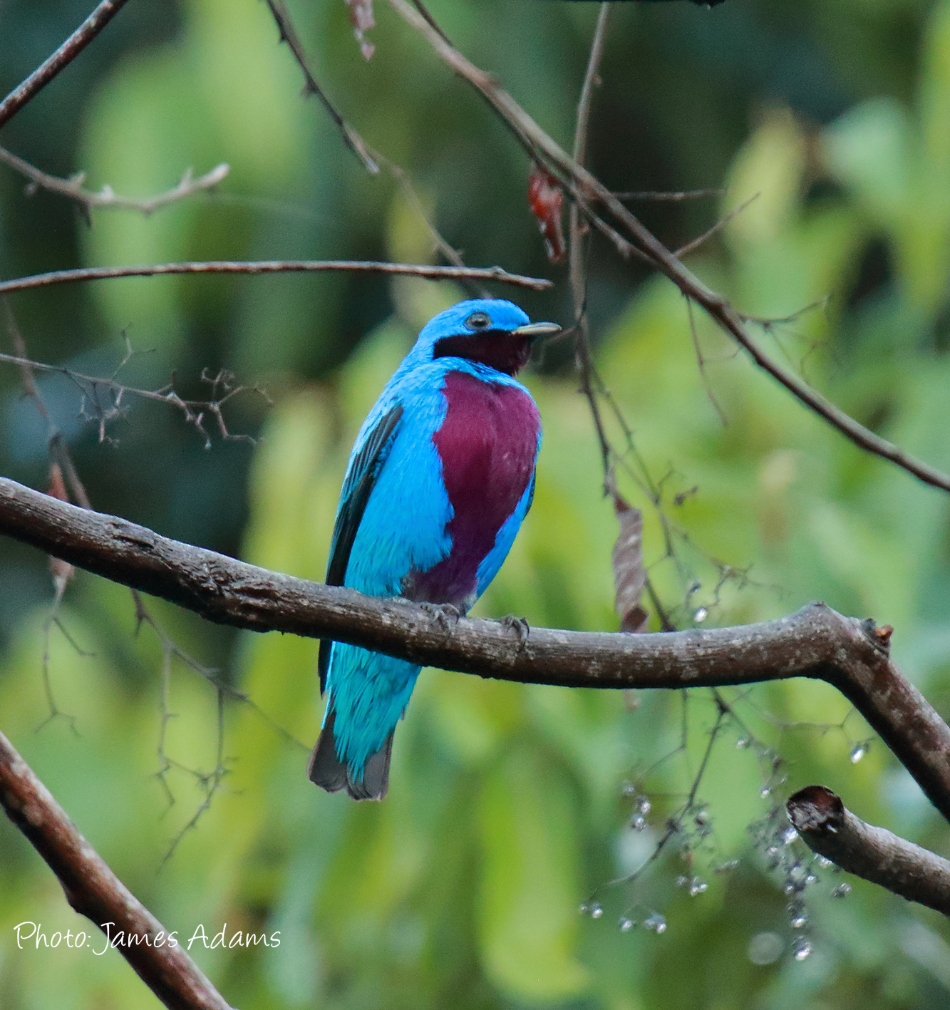 Big News From Las Cascadas Lodge!