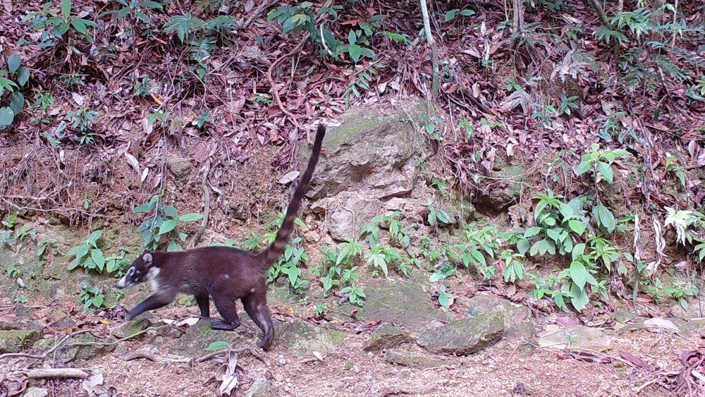 Coati