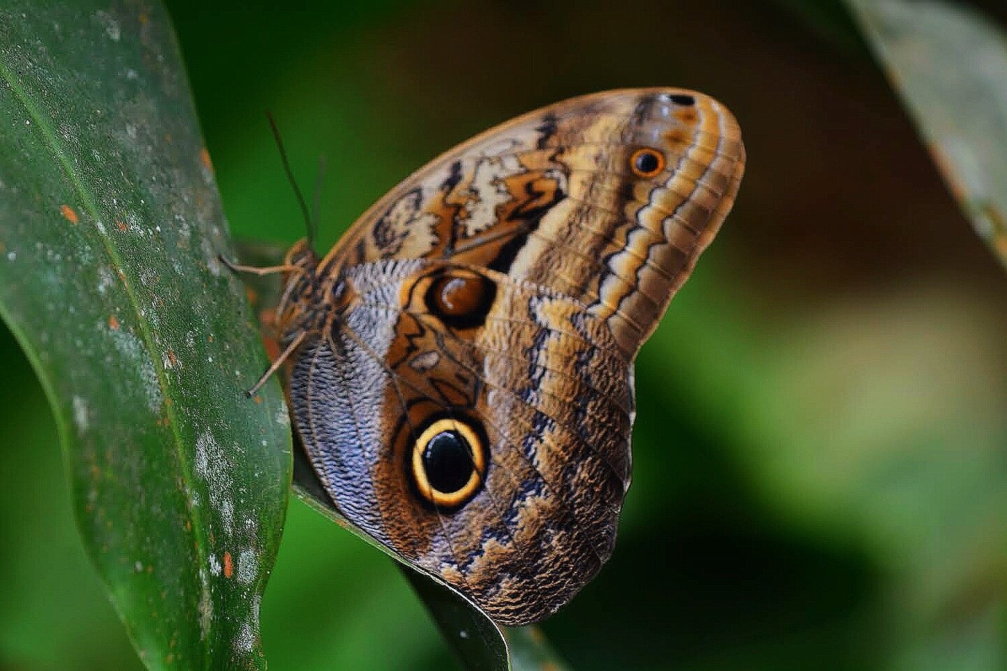 Here&rsquo;s looking at you! 
#travel #travelphotography #jungle #waterfallhotelhonduras #rainforest #photooftheday #wanderlust #hondurasfivestars #hondurastravel #allinclusive #beautifuldestinations #travelgram #instatravel