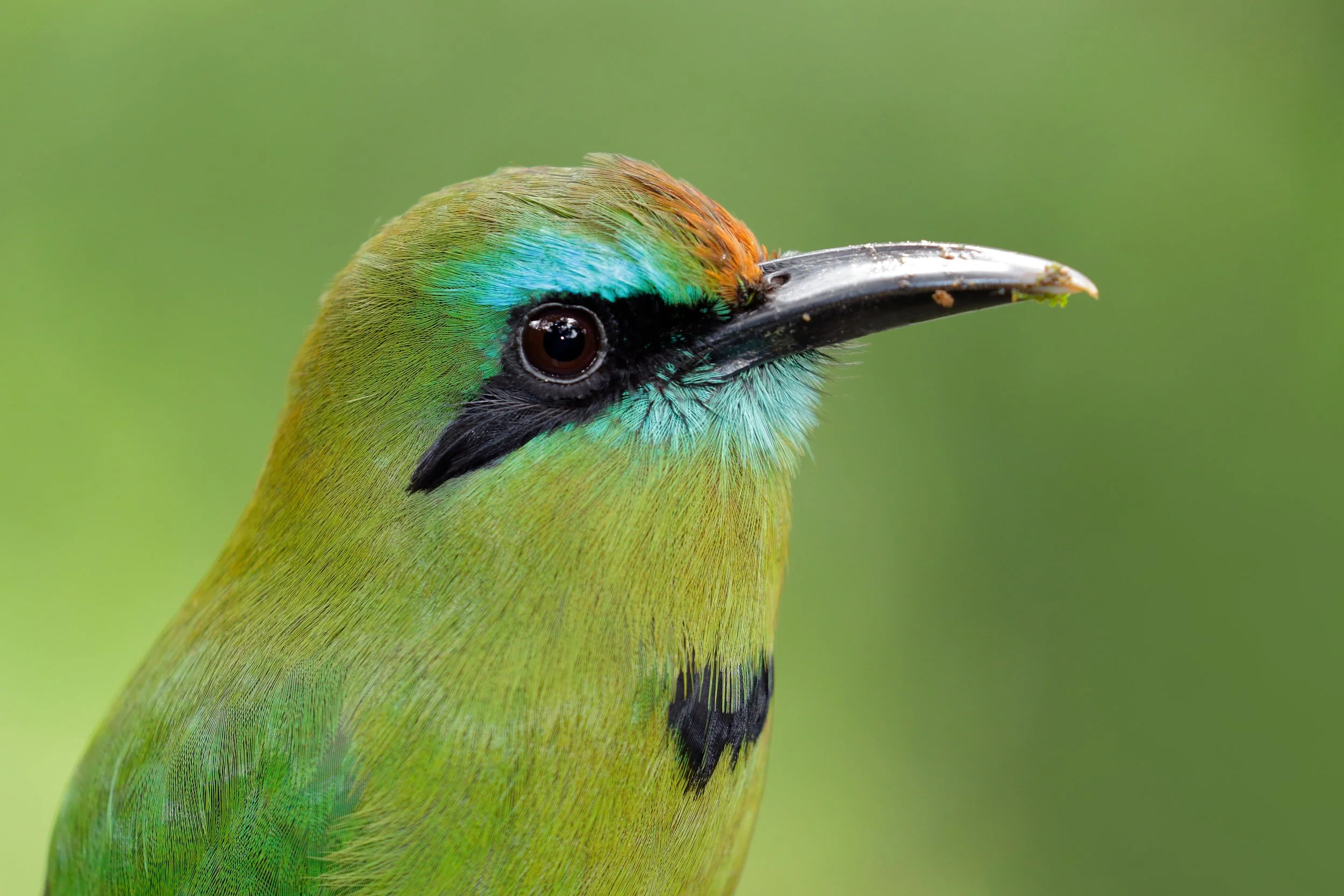 “In Search Of A Motmot”