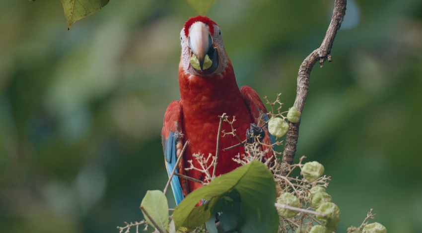 Hidden within the misty rainforest of Honduras