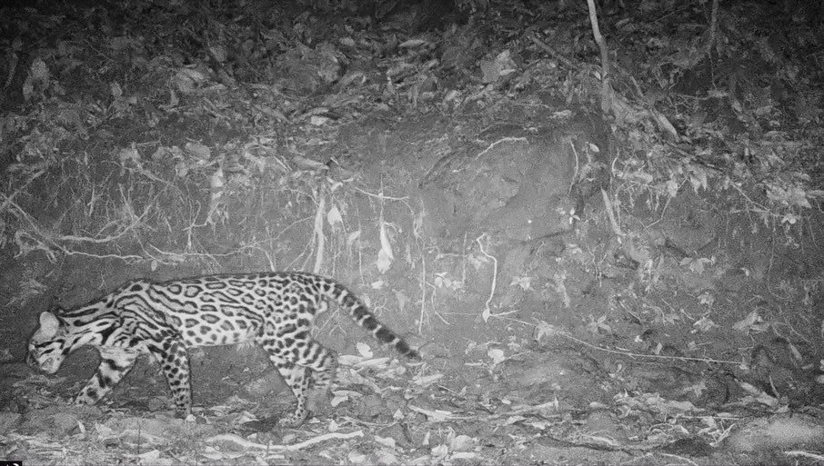 New wildlife sightings at Las Cascadas Lodge.
An ocelot moving quietly through the rainforest&hellip; and a great curassow wandering the property at sunrise. These moments are why this place feels so untouched and alive.
#LasCascadasLodge #HondurasTr