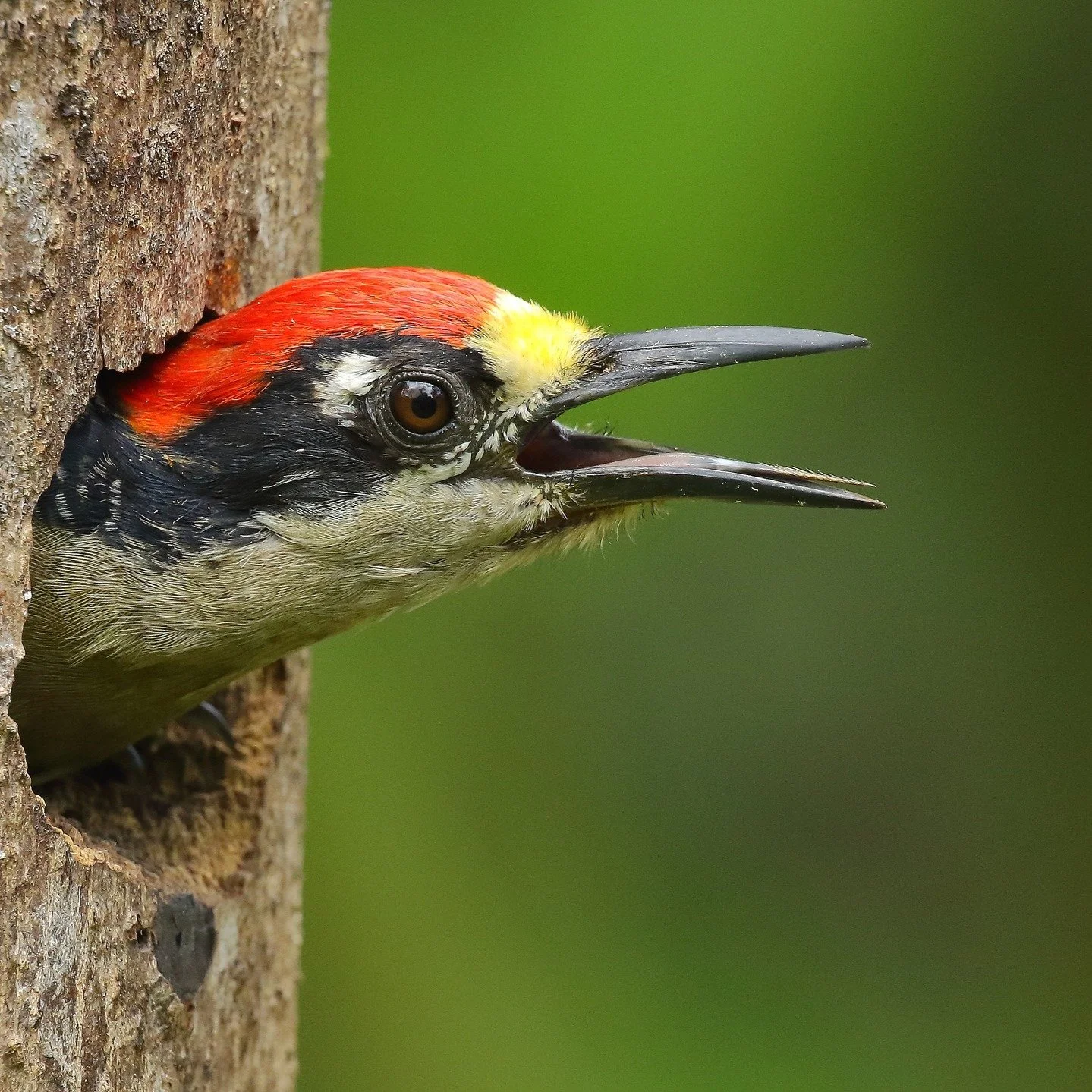 Honduras Birding at Las Cascadas Lodge! Golden-fronted Woodpecker. Wake up in the rainforest and add lifers before you&rsquo;ve even had breakfast. At Las Cascadas Lodge, world-class birding starts the moment you step outside your door &mdash; no lon