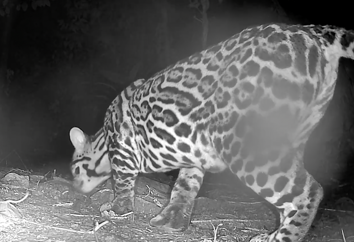Ocelot