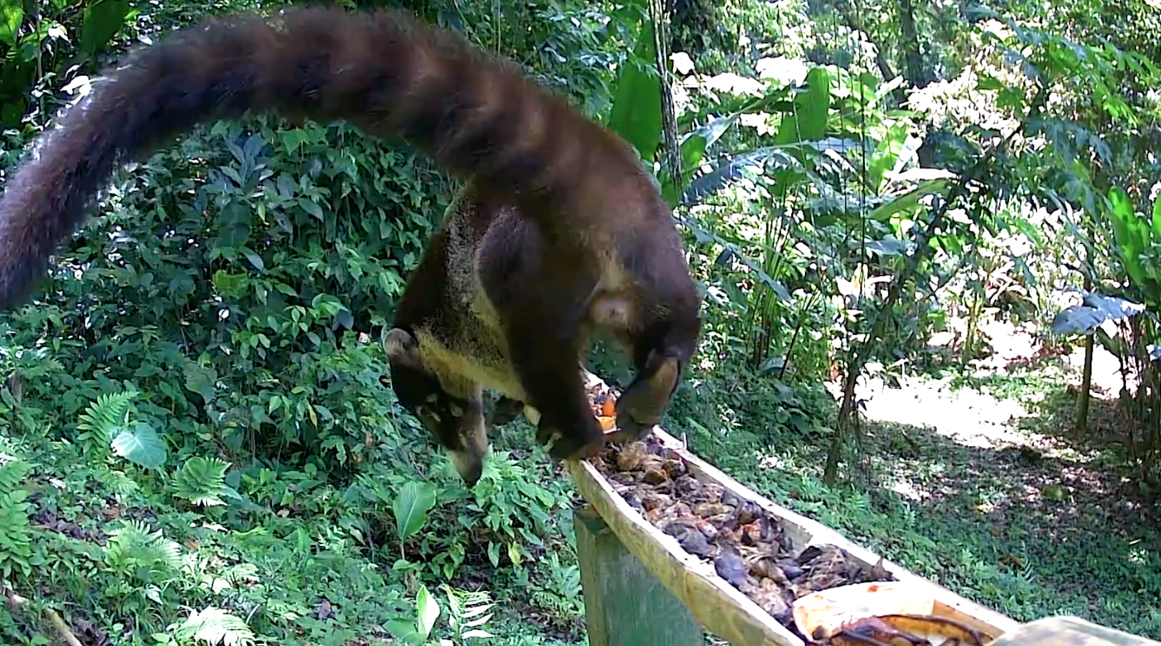Coati