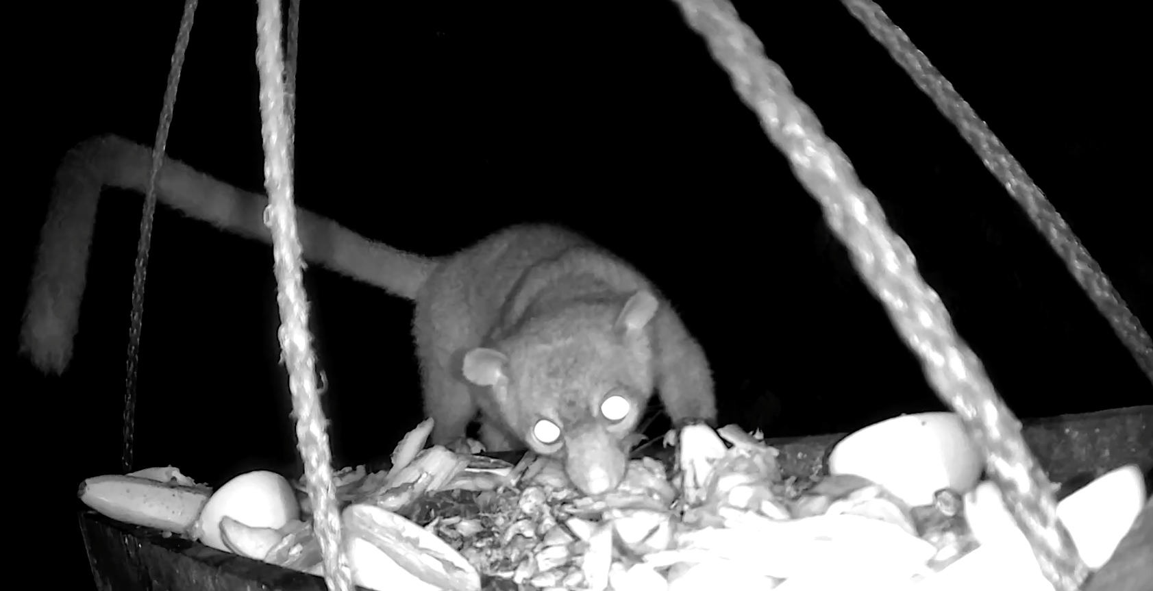 Kinkajou