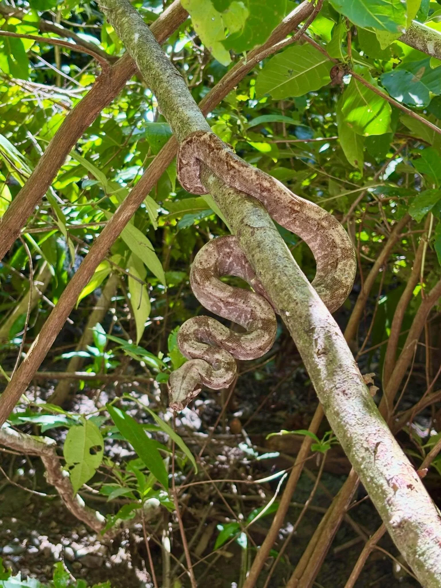 One of the more unique moments from a Cayos Cochinos day trip.
This is the Boa Rosada, a rare island boa found only in this small Caribbean archipelago off the coast of Honduras.
Guests take a short guided walk to safely observe these incredible snak