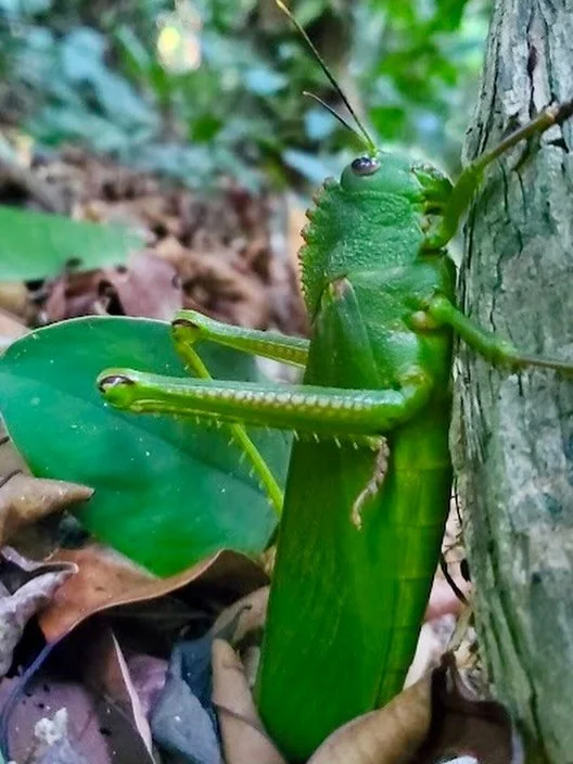Unusual katydid hidden along the jungle trails! #katydid #insects #wildlife #jungle #honduras