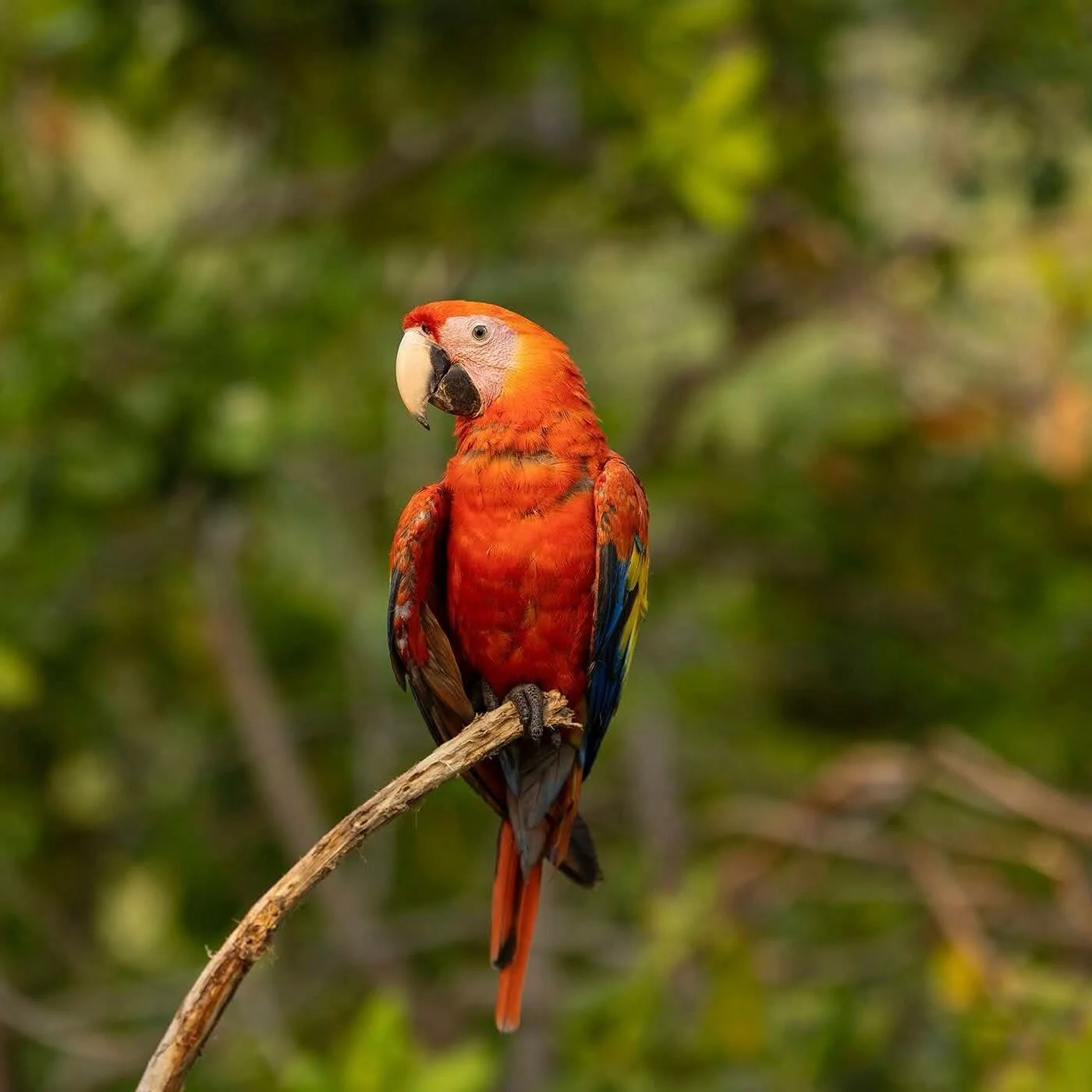 Eight Scarlet Macaws were recently released on the slopes of Pico Bonito National Park near La Ceiba, marking the return of this iconic species to the region after more than 60 years. Their vibrant colors are once again flying over the rainforest, of