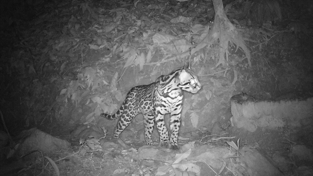 Ocelot