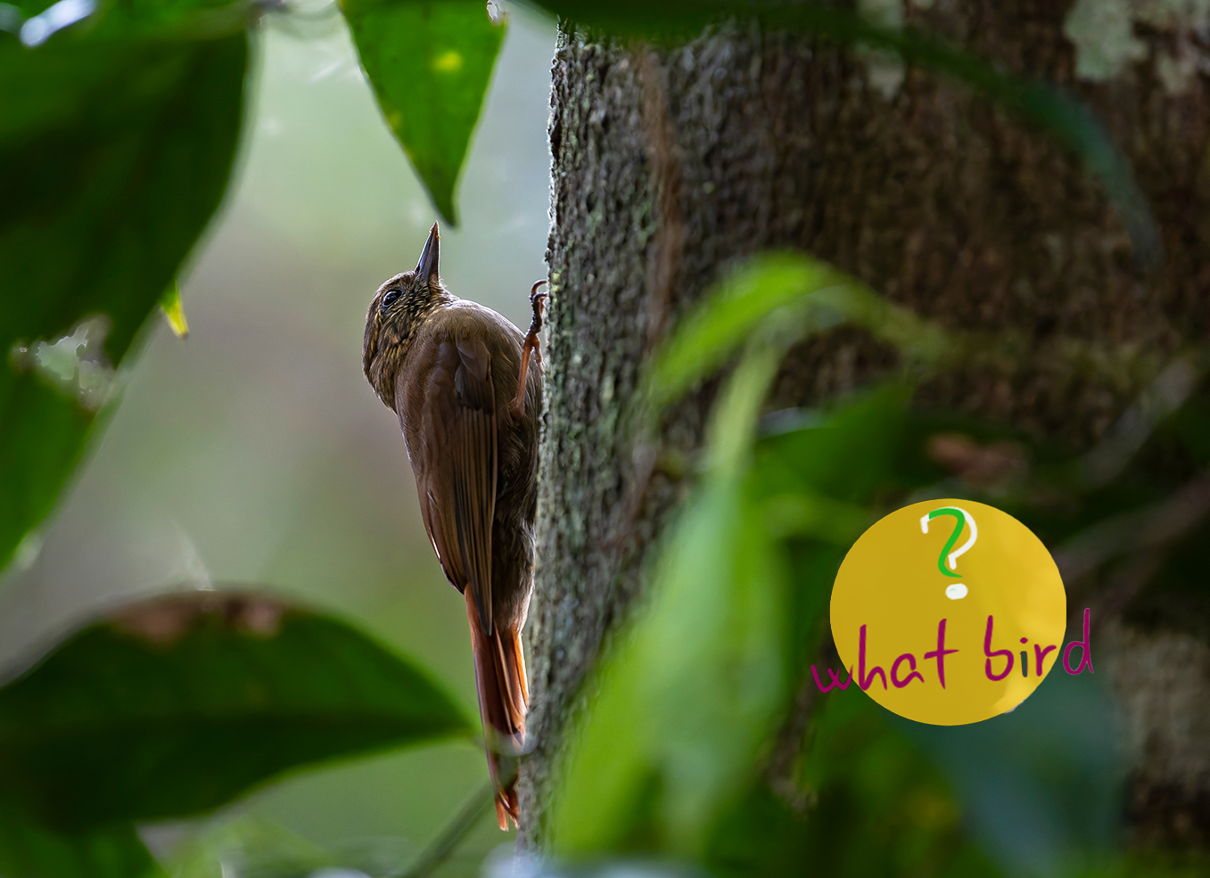 Wedge-billed-Woodcreeper.png