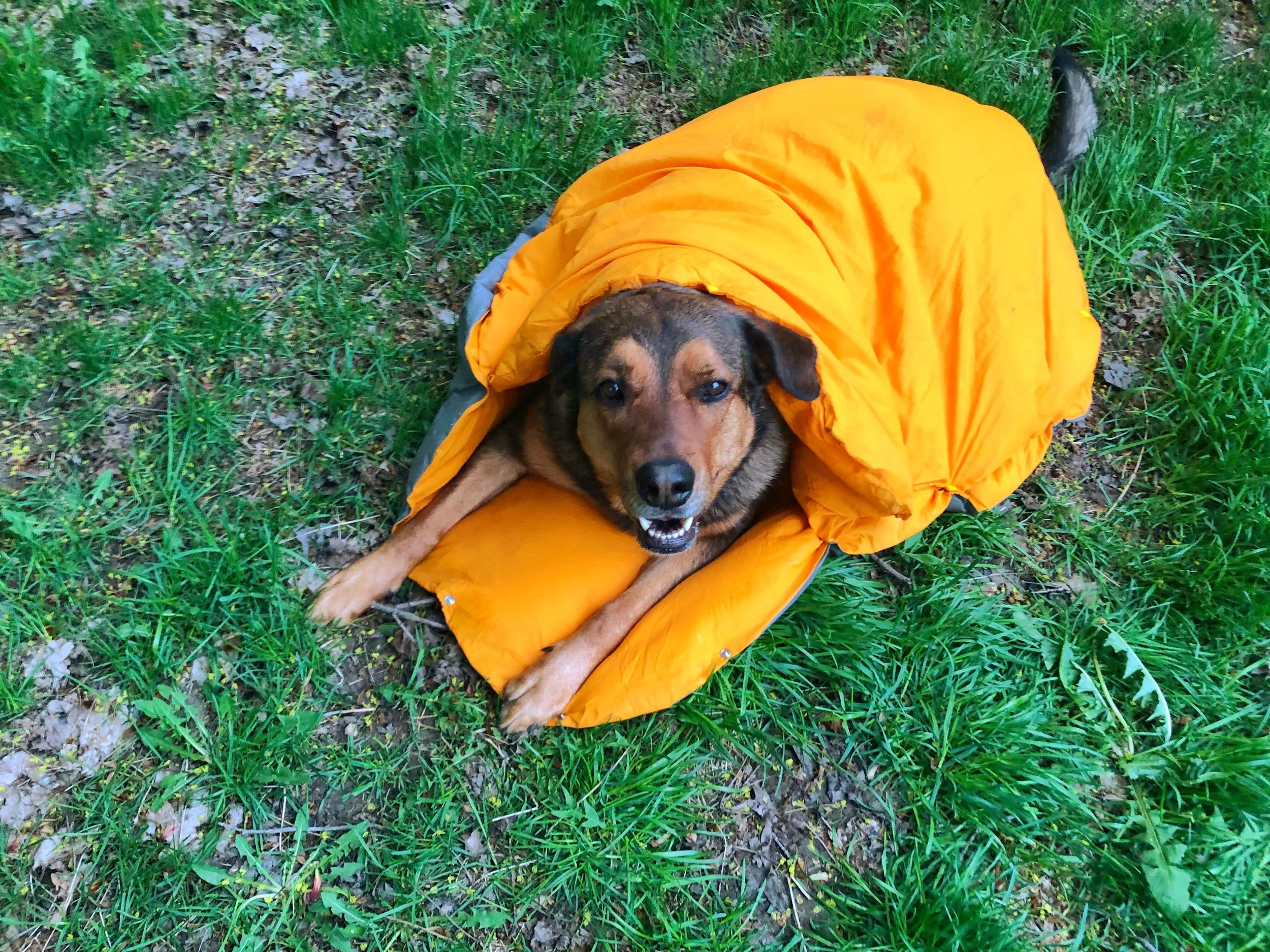 DIY Dog Sleeping Bag — mel makes a mess