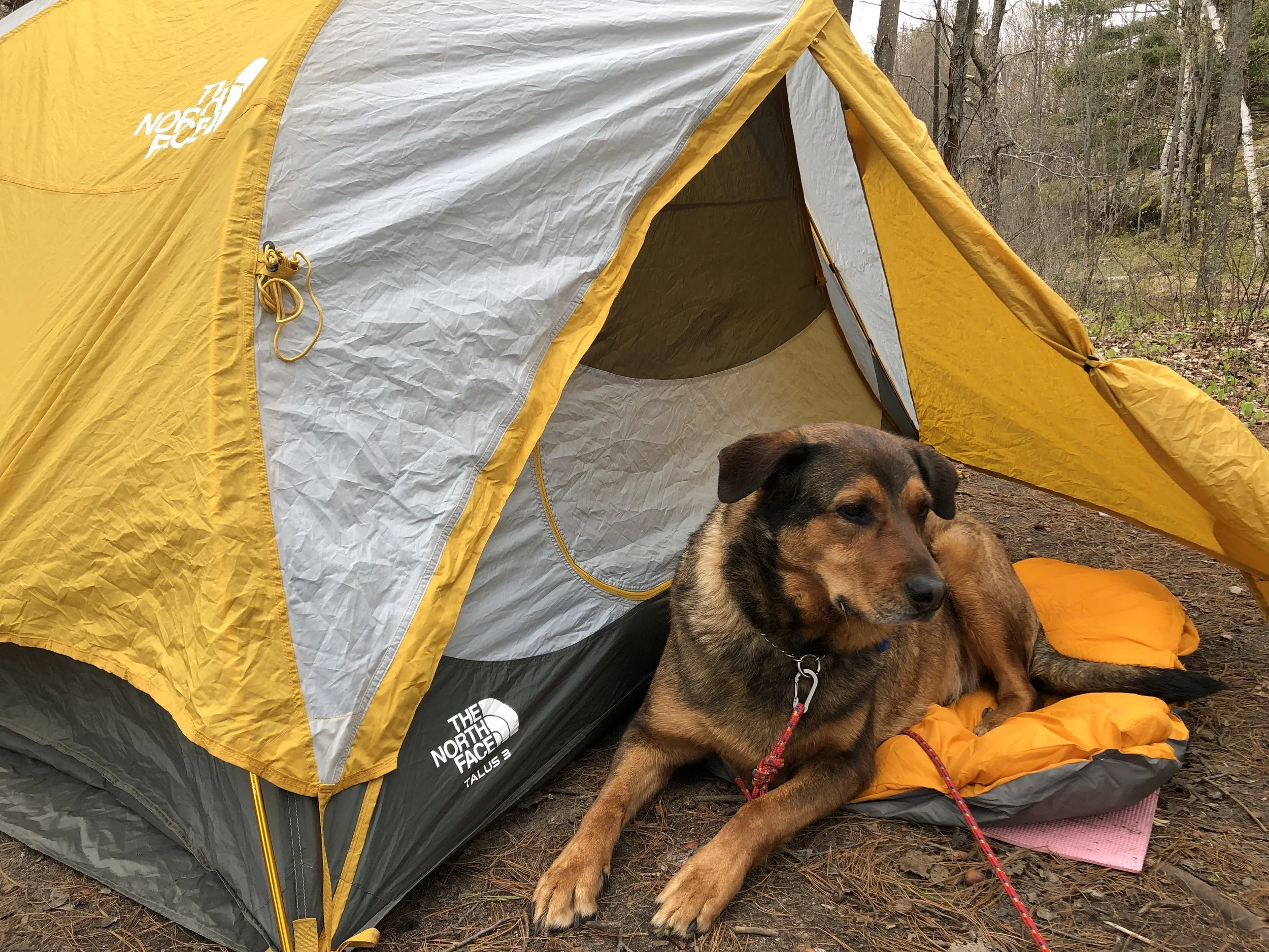 DIY Dog Sleeping Bag — mel makes a mess