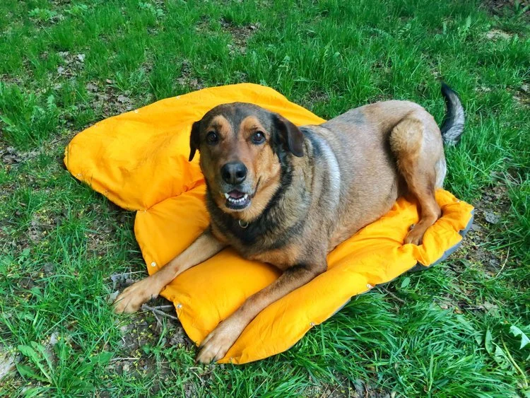 DIY Dog Sleeping Bag