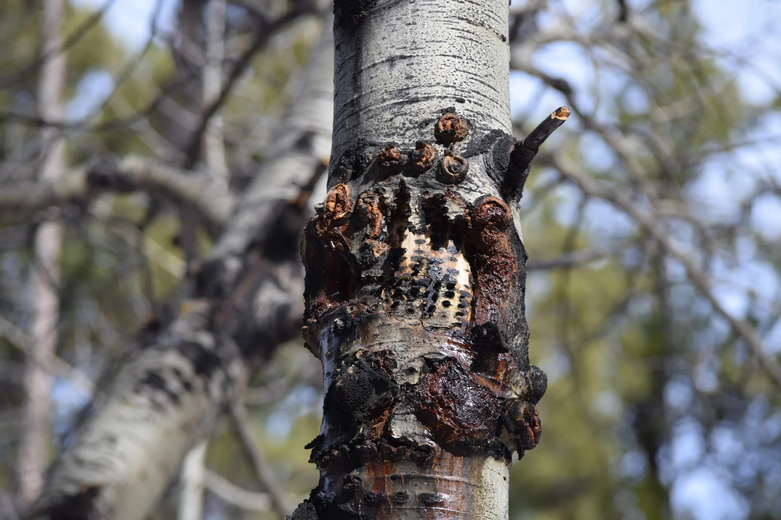 Sapsucker Sign on Aspen