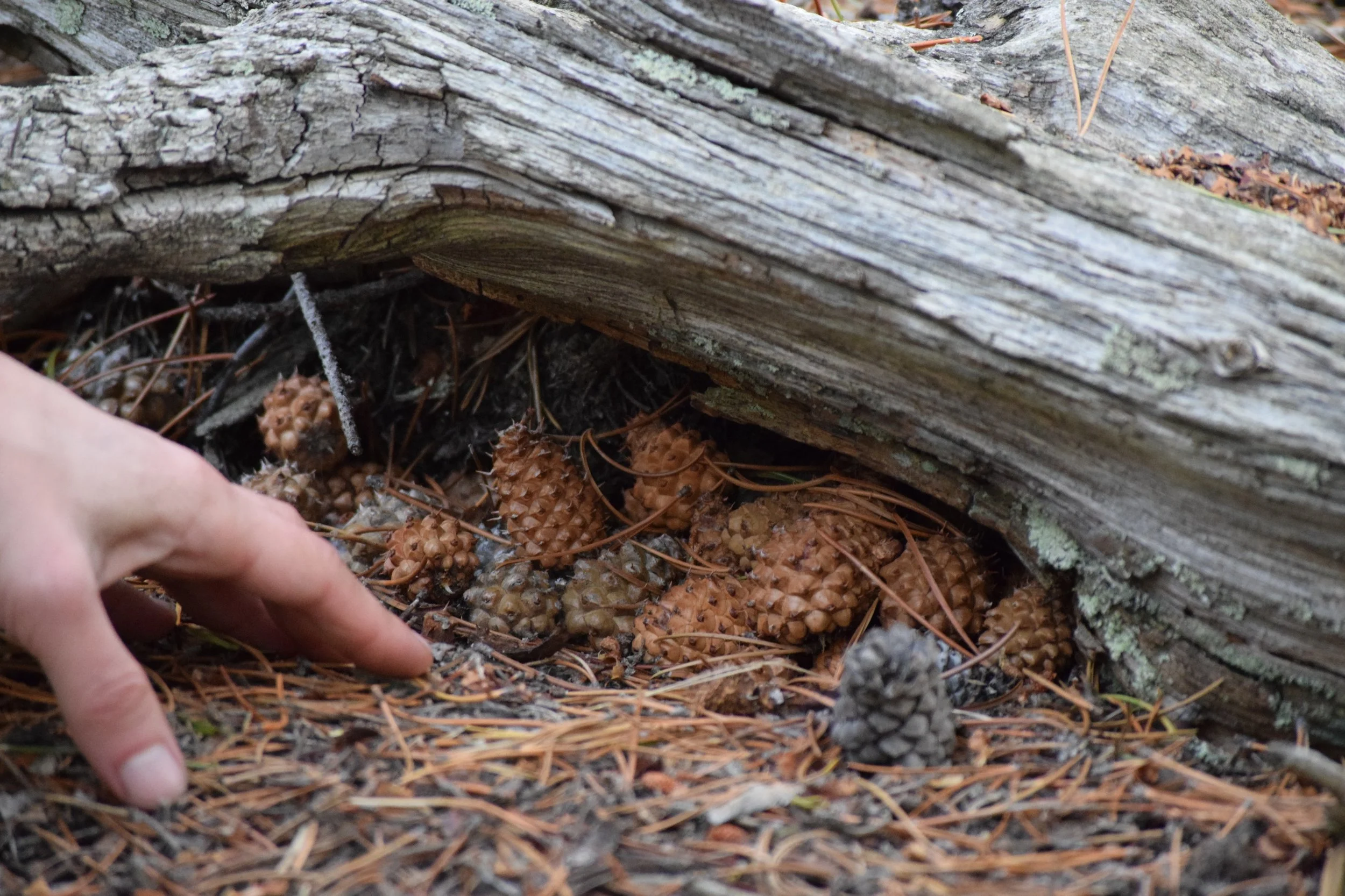We found someone's stash!