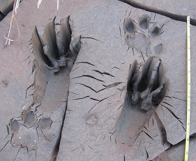 The tracks of bexookee (mountain lion in Arapaho) leaping from a silty riverbed up to the bank. .
One of the best pieces of tracking advice I've ever heard was something Jonah Evans @naturetracking wrote: &quot;Be wary of the incredible.&quot; As in,